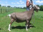 Dutch Toggenburg Goat - Goats Breeds | txis jishebi | თხის ჯიშები