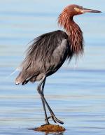 Reddish Egret - Bird Species | Frinvelis jishebi | ფრინველის ჯიშები