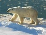 Polar Bear - bears species | datvis jishebi | დათვის ჯიშები