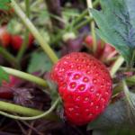 Yamaska | Strawberry Species 