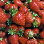 Sparkle | Strawberry Species 
