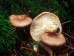 Lactarius xanthogalactus - fungi species list A Z