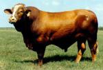 Simbrah | Cow | Cow Breeds