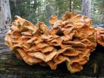 Laetiporus conifericola - fungi species list A Z