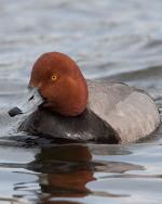 Redhead - Bird Species | Frinvelis jishebi | ფრინველის ჯიშები