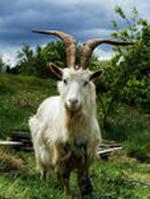 Russian White Goat | Goat | Goat Breeds