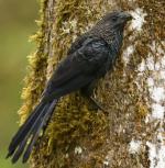 Smooth-billed Ani - Bird Species | Frinvelis jishebi | ფრინველის ჯიშები