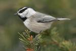Mountain Chickadee - Bird Species | Frinvelis jishebi | ფრინველის ჯიშები