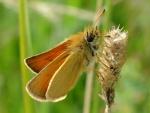 Essex Skipper - Butterfly species | PEPLIS JISHEBI | პეპლის ჯიშები
