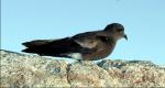Wilson's Storm-Petrel - Bird Species | Frinvelis jishebi | ფრინველის ჯიშები