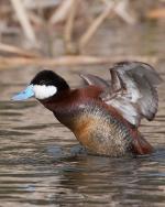 Ruddy Duck - Bird Species | Frinvelis jishebi | ფრინველის ჯიშები