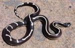 Lampropeltis getula californiae - California Kingsnake | Snake Species