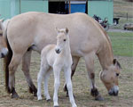 Fjord | Horse | Horse Breeds