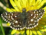 Grizzled Skipper - Butterfly species | PEPLIS JISHEBI | პეპლის ჯიშები