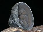 Sarcosoma mexicanum - fungi species list A Z