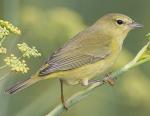 Orange-crowned Warbler - Bird Species | Frinvelis jishebi | ფრინველის ჯიშები