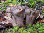 Gomphus clavatus - Fungi Species