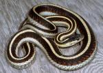 Thamnophis sirtalis fitchi - Valley Gartersnake - Snake Species | Gveli | გველი