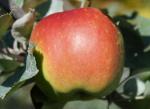 Baldwin - Apple Varieties list a - z  