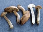 Leccinum scabrum - fungi species list A Z