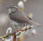 Northern Waterthrush - Bird Species | Frinvelis jishebi | ფრინველის ჯიშები