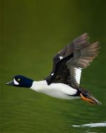 Barrow's Goldeneye - Bird Species | Frinvelis jishebi | ფრინველის ჯიშები