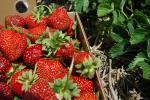 Record | Strawberry Species 