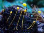 Mycena oregonensis - Fungi Species