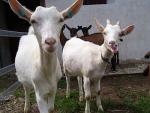White shorthaired Goat - Goats Breeds | txis jishebi | თხის ჯიშები