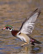 Wood Duck - Bird Species | Frinvelis jishebi | ფრინველის ჯიშები