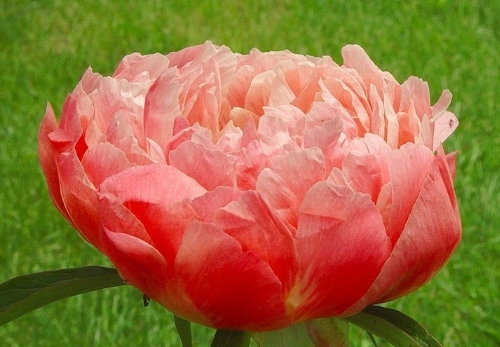 Coral Charm