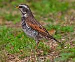 Dusky Thrush - Bird Species | Frinvelis jishebi | ფრინველის ჯიშები