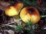 Hygrophorus hypothejus - Fungi Species