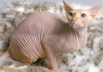 Sphynx | Cat | Cat Breeds