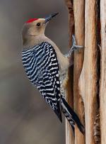 Arizona Woodpecker - Bird Species | Frinvelis jishebi | ფრინველის ჯიშები
