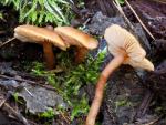 Clitopilus nitellinus - fungi species list A Z