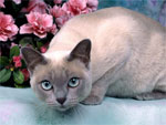Tonkinese | Cat | Cat Breeds