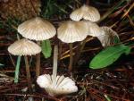 Mycena capillaripes - Fungi Species