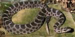MASSASAUGA  Sistrurus catenatus | Snake Species