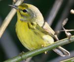 Prairie Warbler - Bird Species | Frinvelis jishebi | ფრინველის ჯიშები