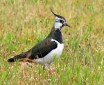 Northern Lapwing - Bird Species | Frinvelis jishebi | ფრინველის ჯიშები