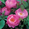 Corvedale - Rose Varieties | VARDI |  ვარდი                                                                                                                