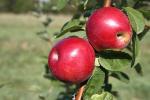 Marshall McIntosh - Apple Varieties list a - z  