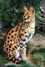 African Serval | Cat | Cat Breeds
