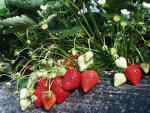 Matis | Strawberry Species 