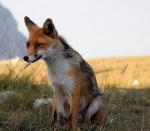 Pampas Fox - fox species | melias jishebi | მელიას ჯიშები