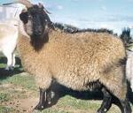 Zhongwei Goat | Goat | Goat Breeds