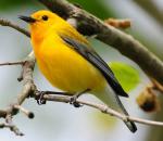 Prothonotary Warbler - Bird Species | Frinvelis jishebi | ფრინველის ჯიშები