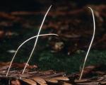 Macrotyphula juncea - Fungi Species | sokos jishebi | სოკოს ჯიშები
