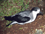 Stejneger's Petrel - Bird Species | Frinvelis jishebi | ფრინველის ჯიშები